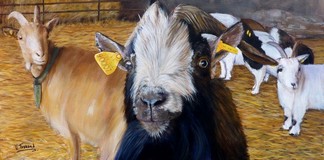 Peinture de bouc et chèvres - acrylique - Virginie Trabaud Artiste Peintre
