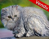 Peinture le chat persan blanc - Acrylique et sculpture en relief 3D - virginie Trabaud Artiste Peintre