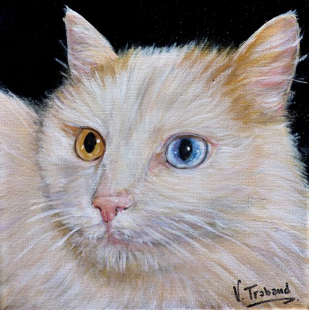 Portrait Chat aux yeux vairons turc de van peinture acrylique - virginie TRABAUD Artiste Peintre