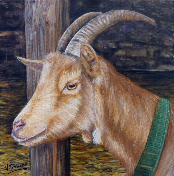 Peinture Portrait de Chèvre beige à la ferme - acrylique sur toile - Virginie TRABAUD