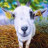 Peinture en Relief 3D - - Portrait de chèvre - Cliquez sur l'image pour voir la fiche et l'agrandissement