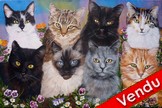 peinture Portraits de 8 chats noirs siamois europens - Cliquez sur l image pour voir la fiche dtaille