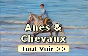 Peintures de Chevaux et d Anes