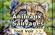 Peintures sur les Animaux Sauvages flins lion et animaux de la fort