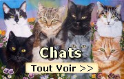 Peintures sur les chats