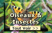 Peintures sur les Oiseaux les papillons et coccinelles