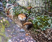 peinture Arbre et champignons corse - Cliquez sur l image pour voir la fiche dtaille et le tarif de l oeuvre