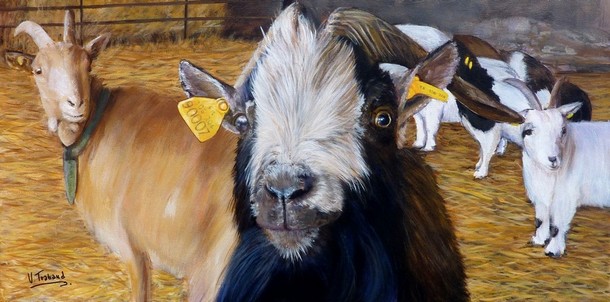 Peinture de Bouc avec des chvres  la ferme - acrylique - Virginie TRABAUD Artiste Animalier