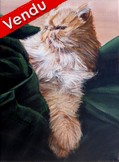 peinture Chat Persan roux et blanc - Cliquez sur l image pour voir la fiche dtaille