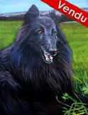 Portrait de Chien Berger Belge Groenendael noir - Peinture acrylique d'aprs photo - Virginie Trabaud Artiste Peintre