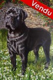 Chien Cane corso noir - peinture acrylique - Cliquez sur l'image pour voir la fiche et l'agrandissement