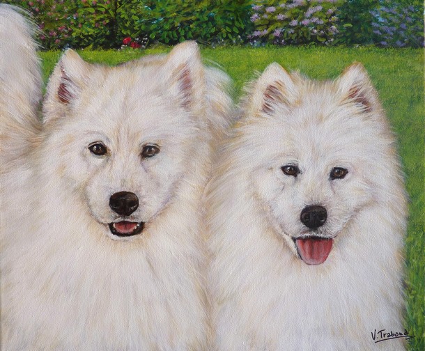 Peinture Portraits de chiens Samoyde - Kali et Aska - acrylique Virginie TRABAUD