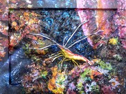 peinture crevette nettoyeuse  - Cliquez sur l image pour voir la fiche dtaille et consulter le tarif de l oeuvre