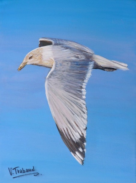 Peinture de Mouette en vol - Acrylique - Virginie TRABAUD Artiste peintre