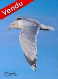 peinture mouette en vol - acrylique - Cliquez sur l image pour voir la fiche dtaille et le tarif de l oeuvre