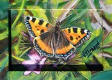 peinture papillon Petite tortue- acrylique - Cliquez sur l image pour voir la fiche dtaille et le tarif de l oeuvre