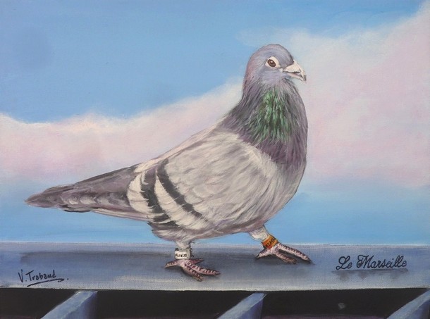 Peinture Pigeon voyageur d aprs photos - acrylique - virginie trabaud artiste peintre