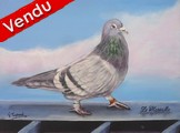 peinture pigeon voyageur - Cliquez sur l image pour voir la fiche dtaille et le tarif de l oeuvre