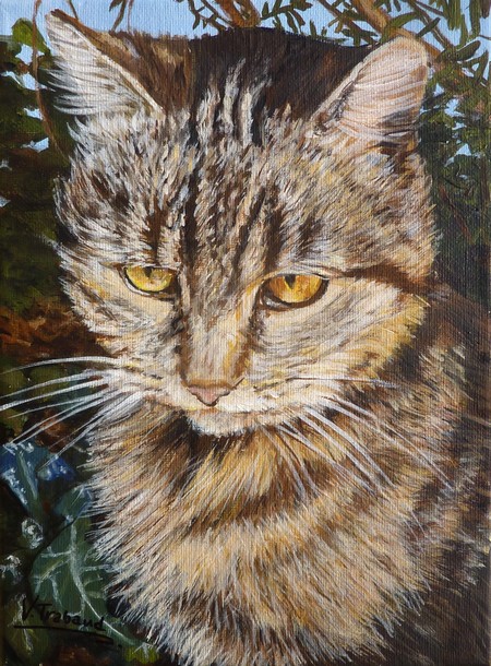 Portrait de chat europen d'aprs photo - acrylique - Virginie TRABAUD Artiste Peintre