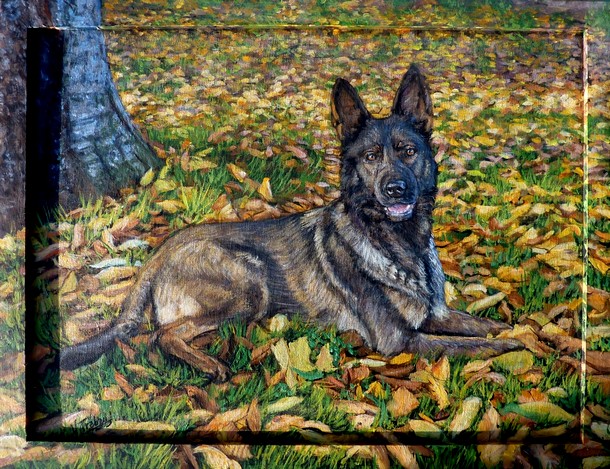 Peinture Portrait de berger allemand gris couch - Peinture acrylique d'aprs photo - virginie trabaud artiste peintre