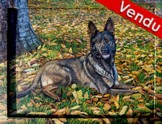 peinture Chien berger allemand gris d'aprs photos- Cliquez sur l image pour voir la fiche dtaille et consulter le tarif de l oeuvre