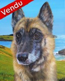 Portrait berger malinois bord de mer - Peinture acrylique - Cliquez sur l'image pour voir la fiche dtaille