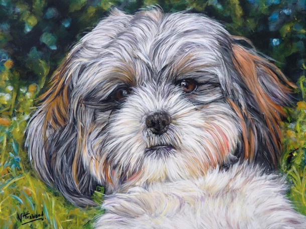 Peinture Portrait de Shih-Tzu - acrylique d'aprs photo - Virginie Trabaud