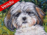 Peinture acrylique - Portrait de shih-tzu - Cliquez sur l'image pour voir la fiche et l'agrandissement