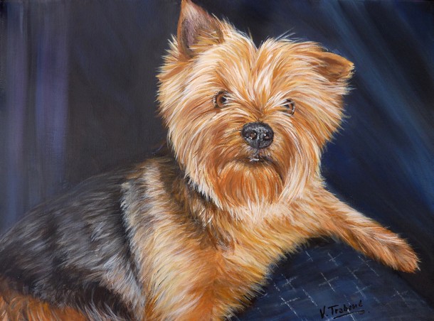 Peinture yorkshire chien couch d'aprs photo - acrylique virginie trabaud artiste peintre