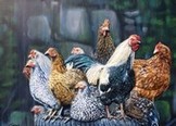 Peinture en Relief 3D - Un coq bien chanceux avec poules - Cliquez sur l'image pour voir la fiche et l'agrandissement